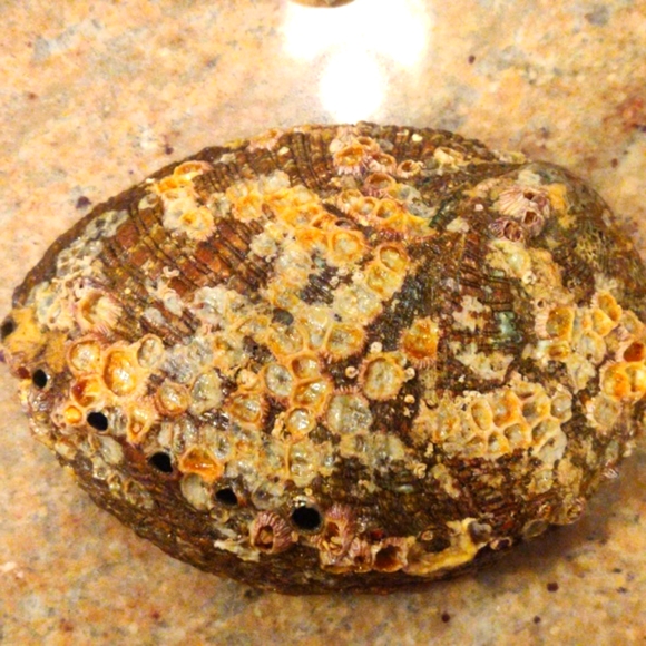 Abalone Shell on Stand - Picture 3 of 4